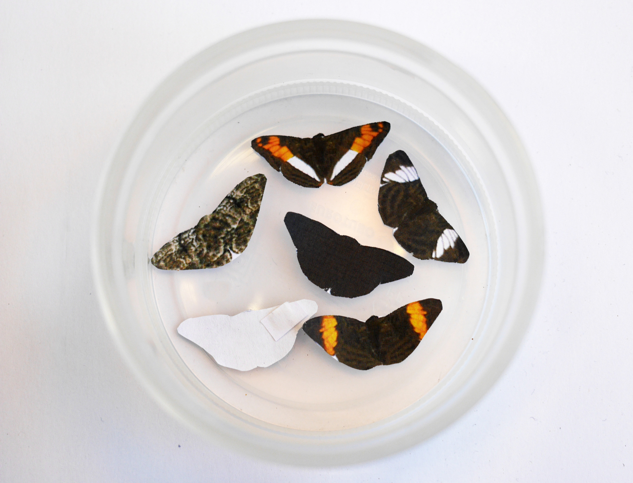 Irregular Choice - Catching Butterflies