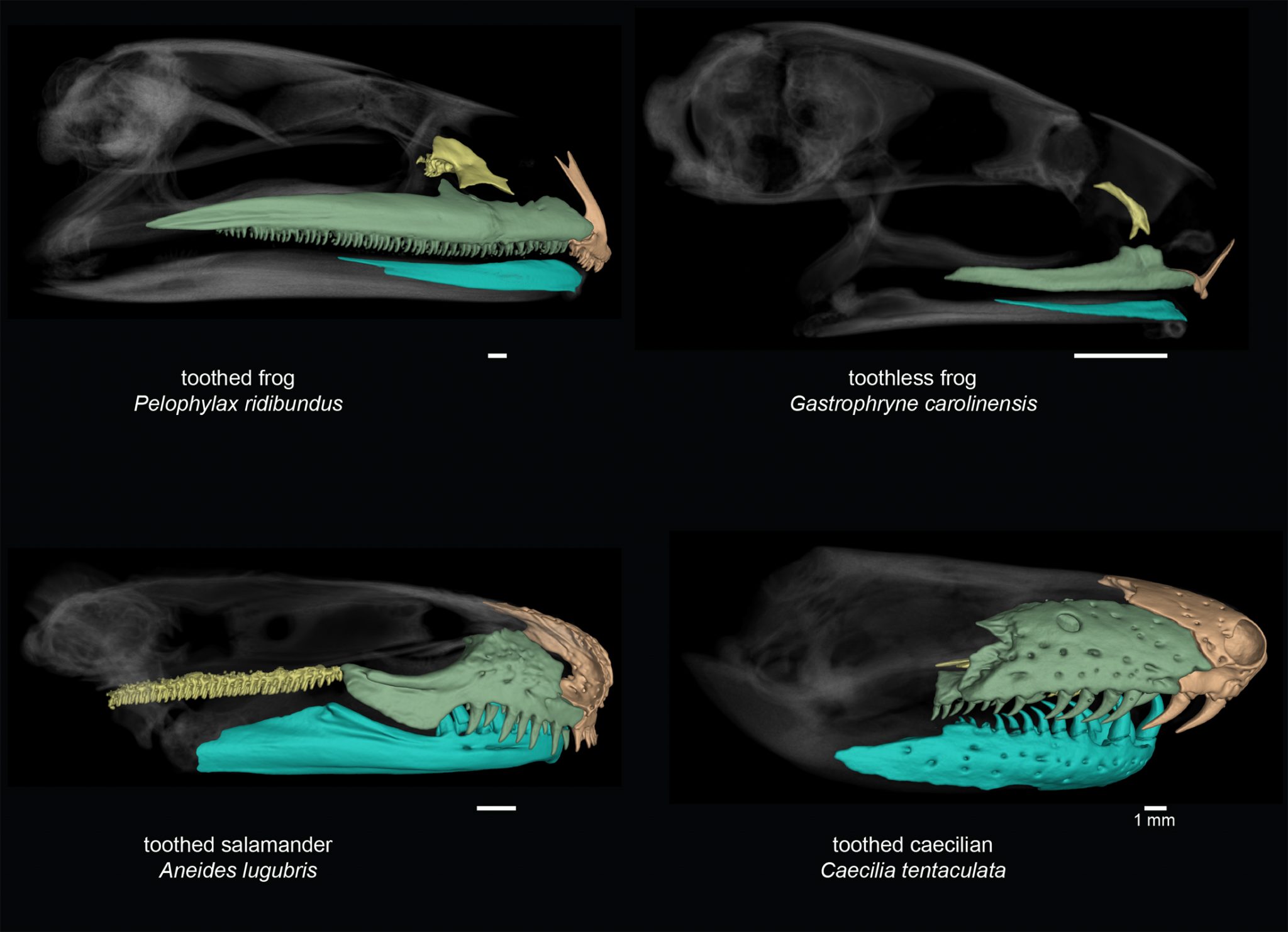 Taking a bite out of frog tooth evolution: Amphibian group has lost