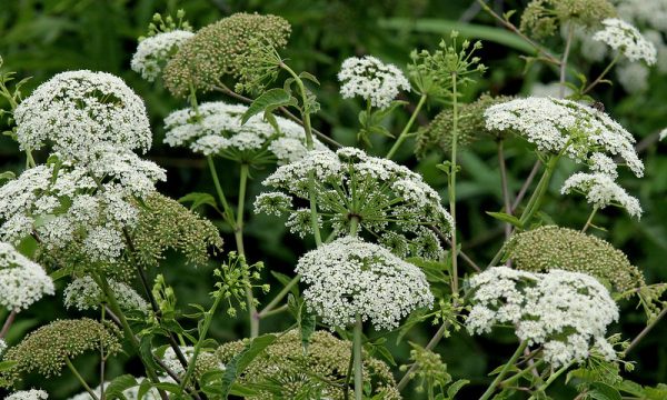 Poisonous plants in your Florida garden: Six deadly species to know ...