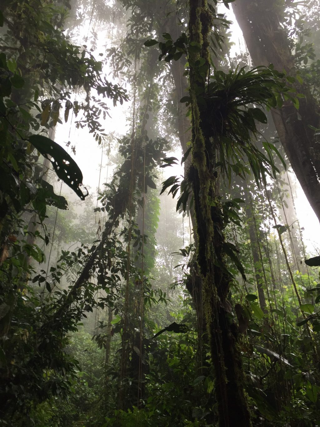 Transparent Butterfly Map Highlights Biodiversity Hotspot In The Andes