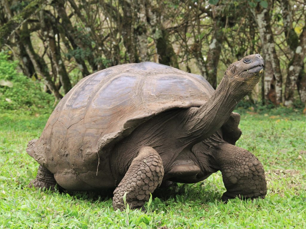 Crawling out of history: The Grand Turk tortoise – Research News