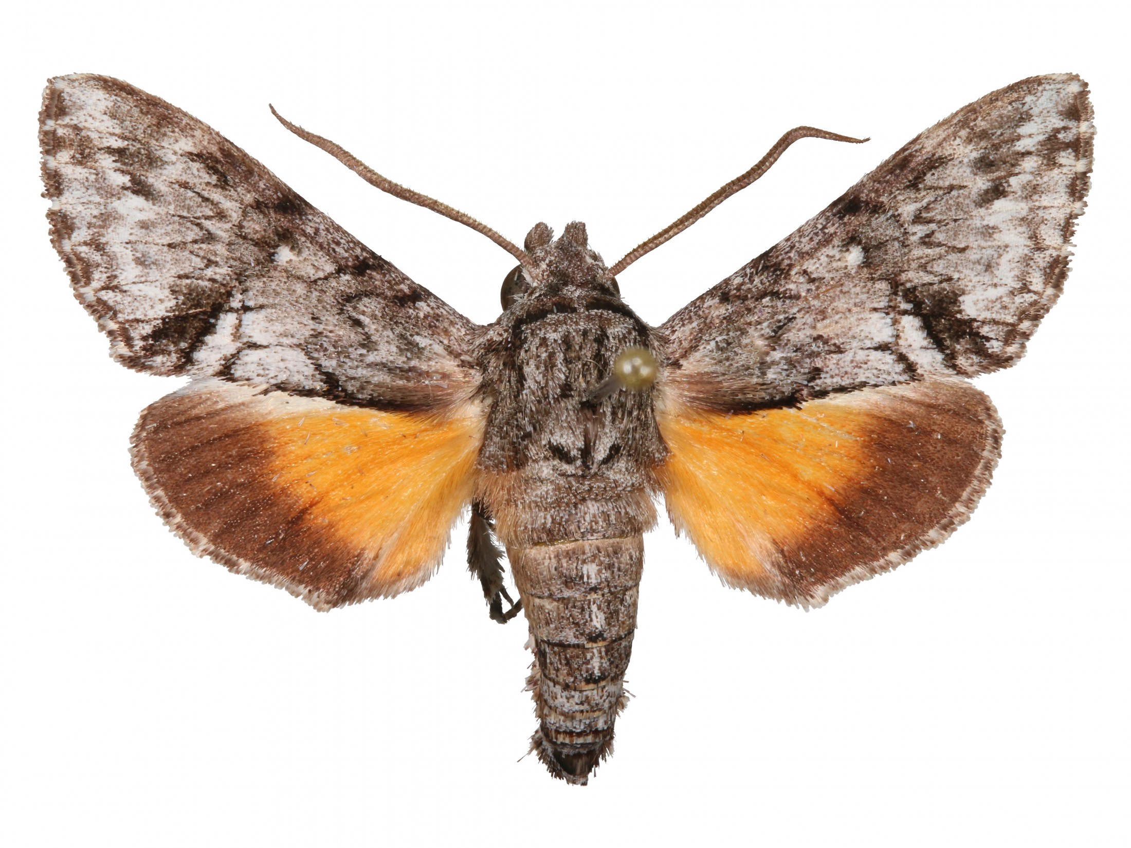 Featured Creature: Hummingbird Hawk-Moth, Blog, Nature