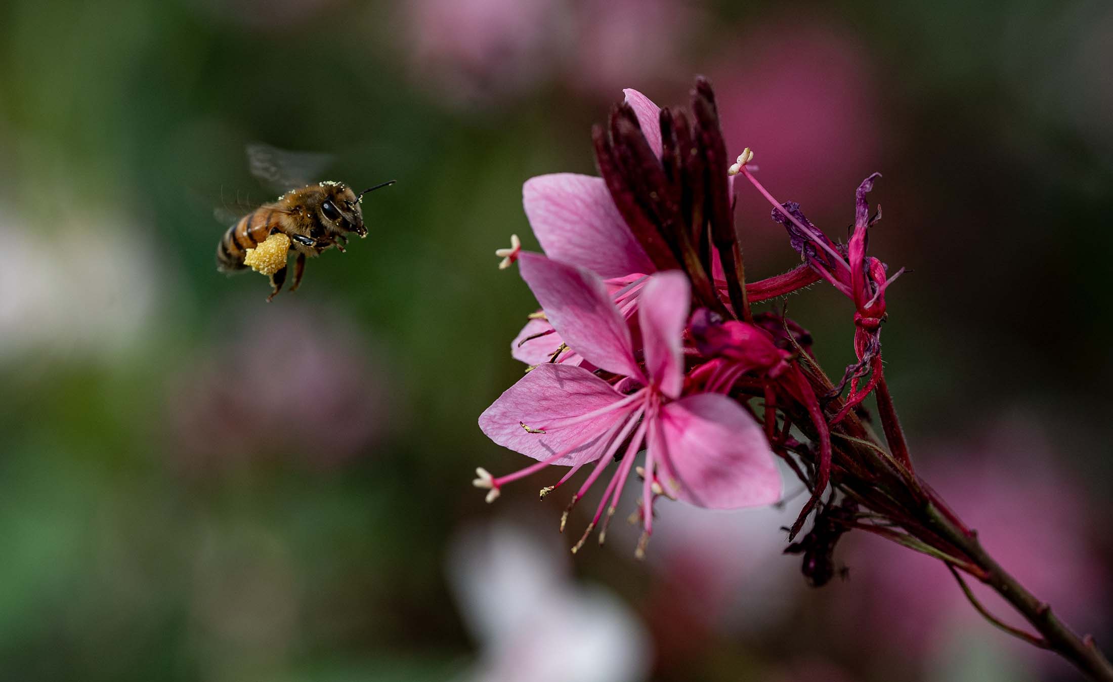 Five Facts: Bees in Florida – Research News