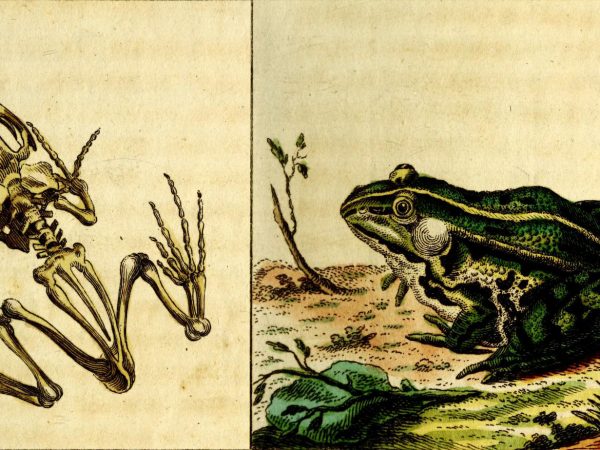Miniature frogs set record as first vertebrates to lose the