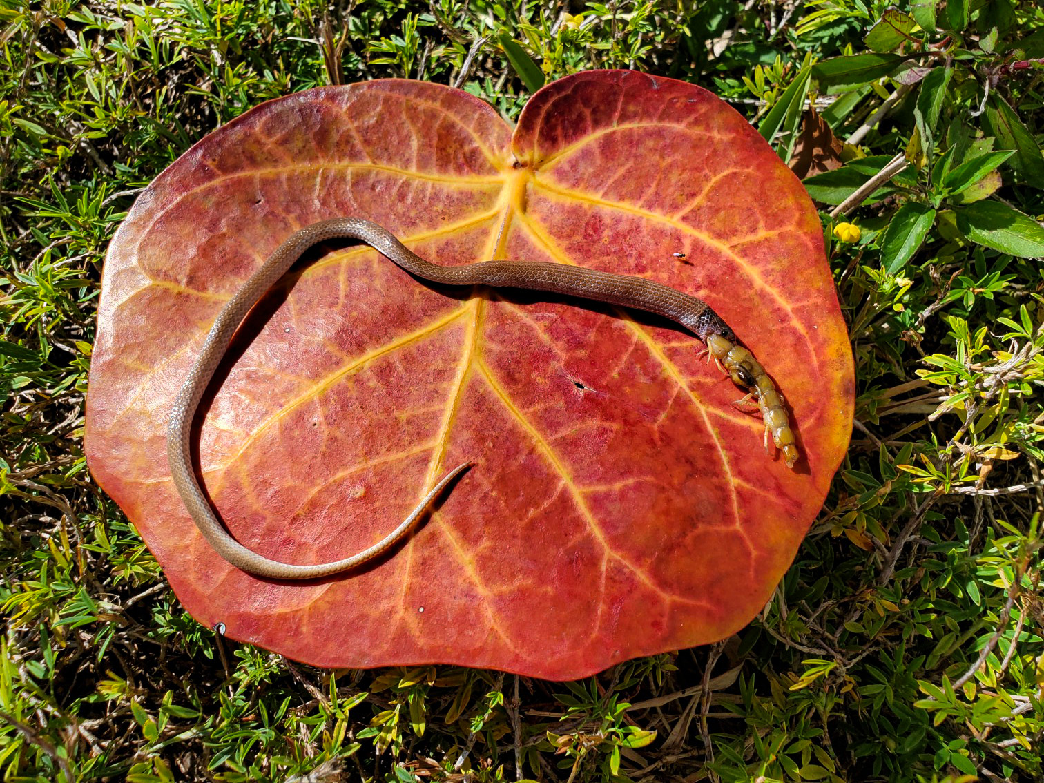 North America\'s rarest snake found biting off more than it could ...