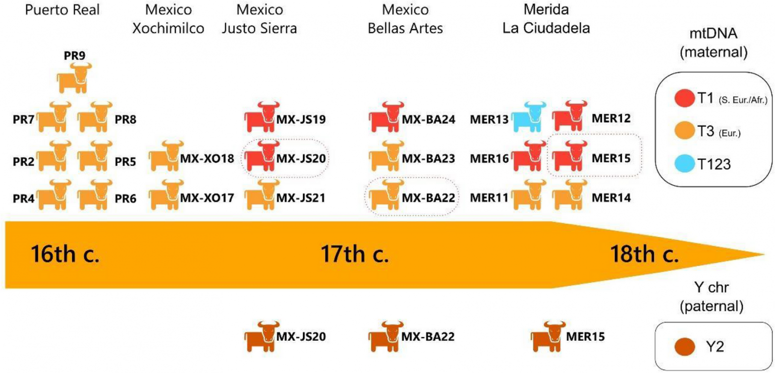 Ancient DNA Reveals An Early African Origin Of Cattle In The Americas ...