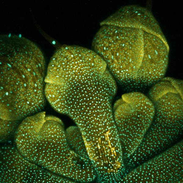 Fluorescent image of flower buds, with cell walls and nuclei visible.