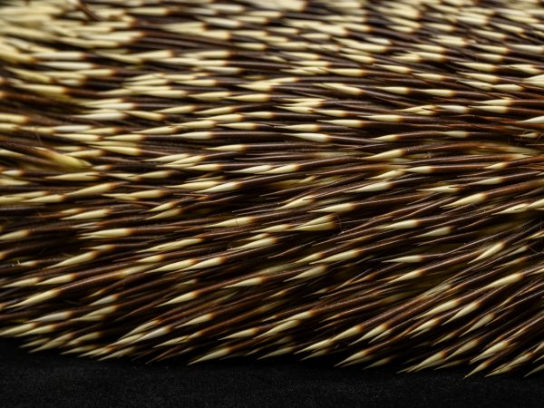 Close up of South American porcupine quills.