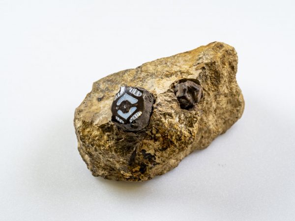 Small rock with embedded walnut fossil.