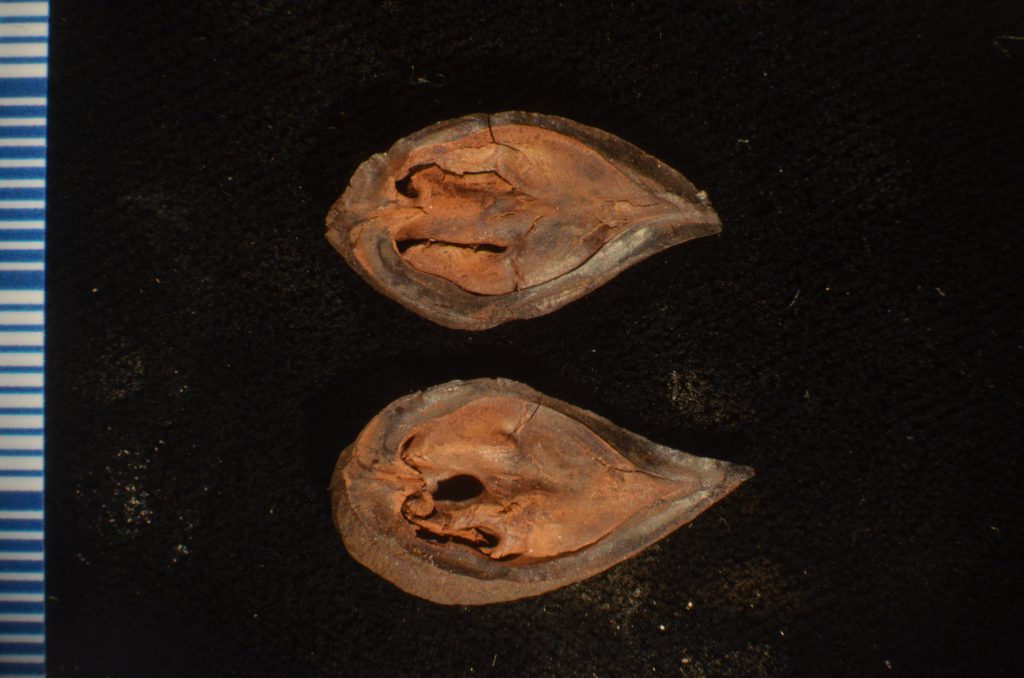 Two walnut fossil halves with black background.