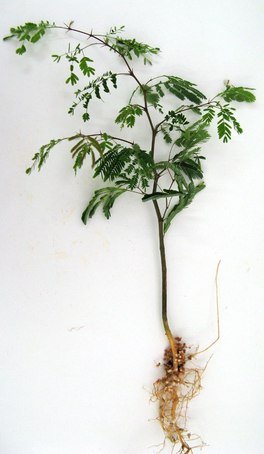 A roughly two-foot tall leafy plant with its roots still attached, against a white background.