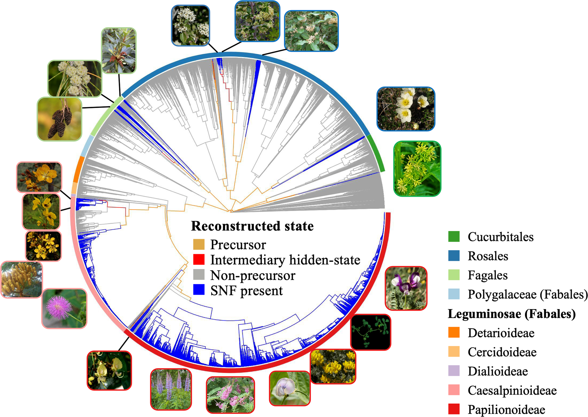 A circular phylogeny with several images of representative plants surrounding it. 
