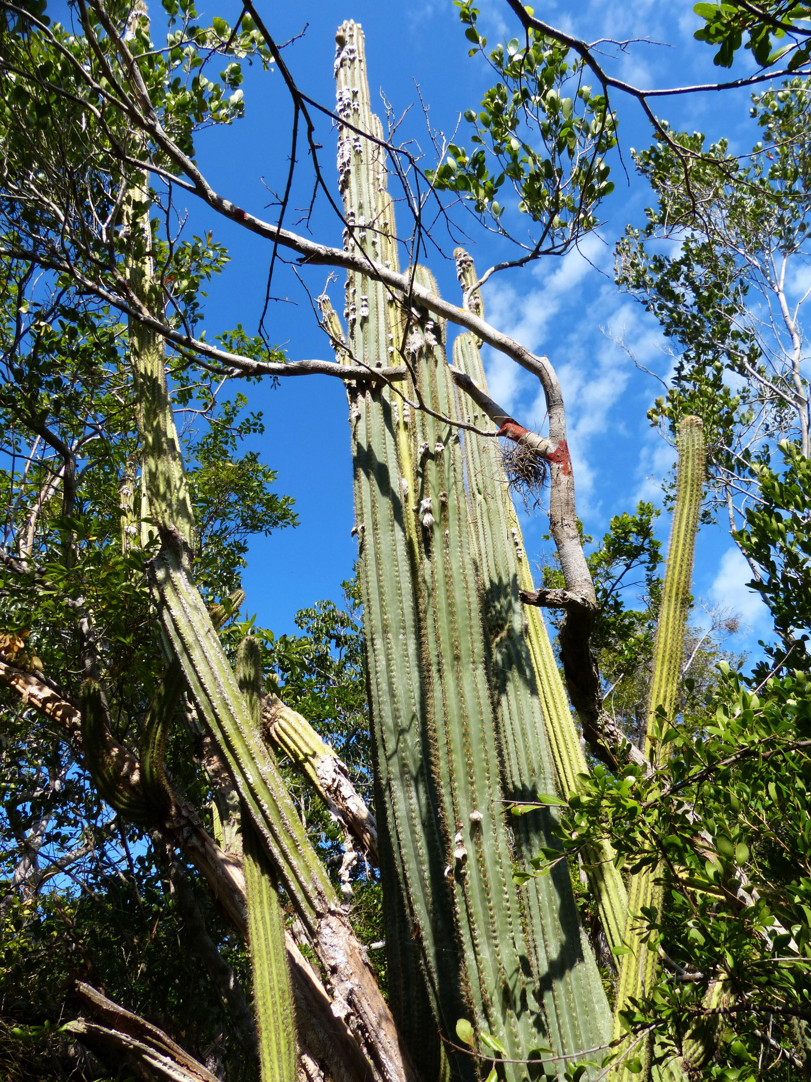 Un cactus único se convirtió en la primera especie extinta de EEUU por el aumento del nivel del mar