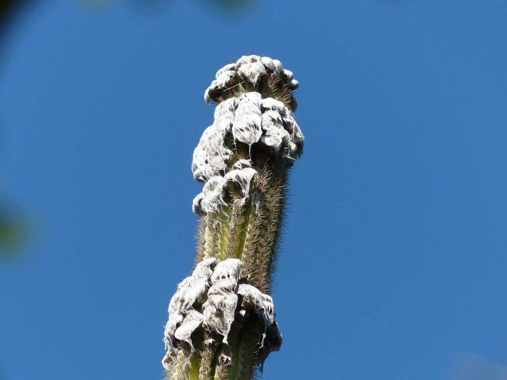 Tip of cactus with white hair against a blue sky.