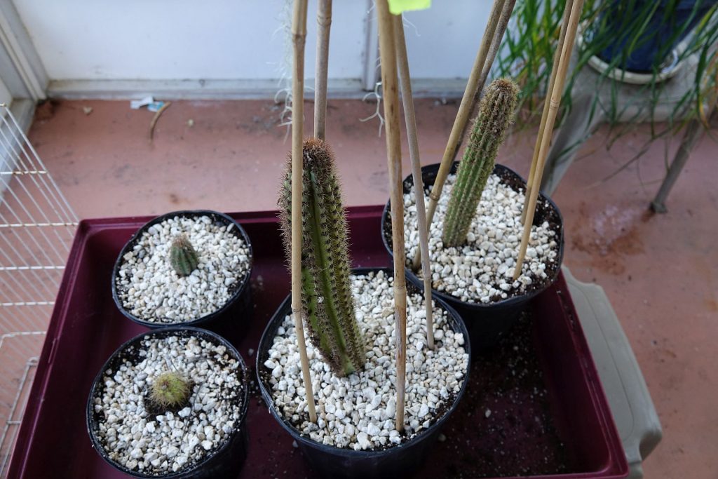 Baby cactus stems in pots, with reflective white rocks on the soil's surface.