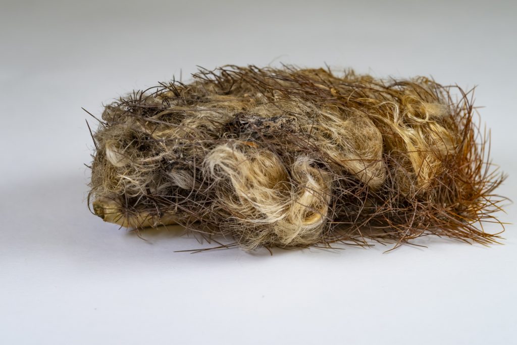 Portion of cactus stem against a white background.