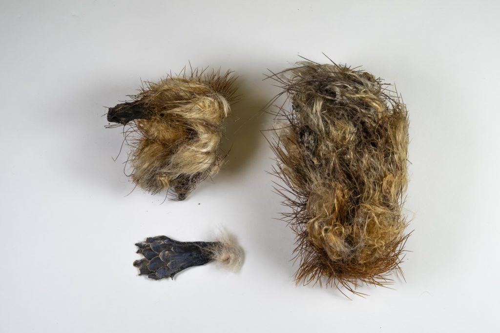 Plant specimens from a herbarium sheet arranged on a white background.