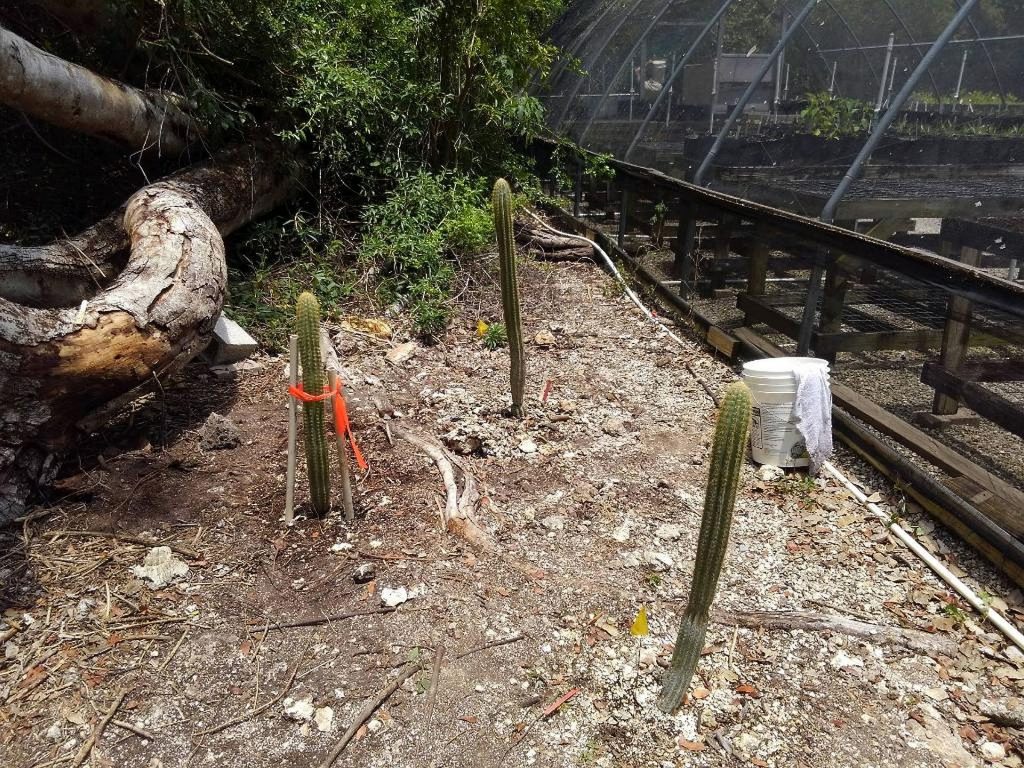 Three cactus stems freshly planted in the ground next to a greenhouse.