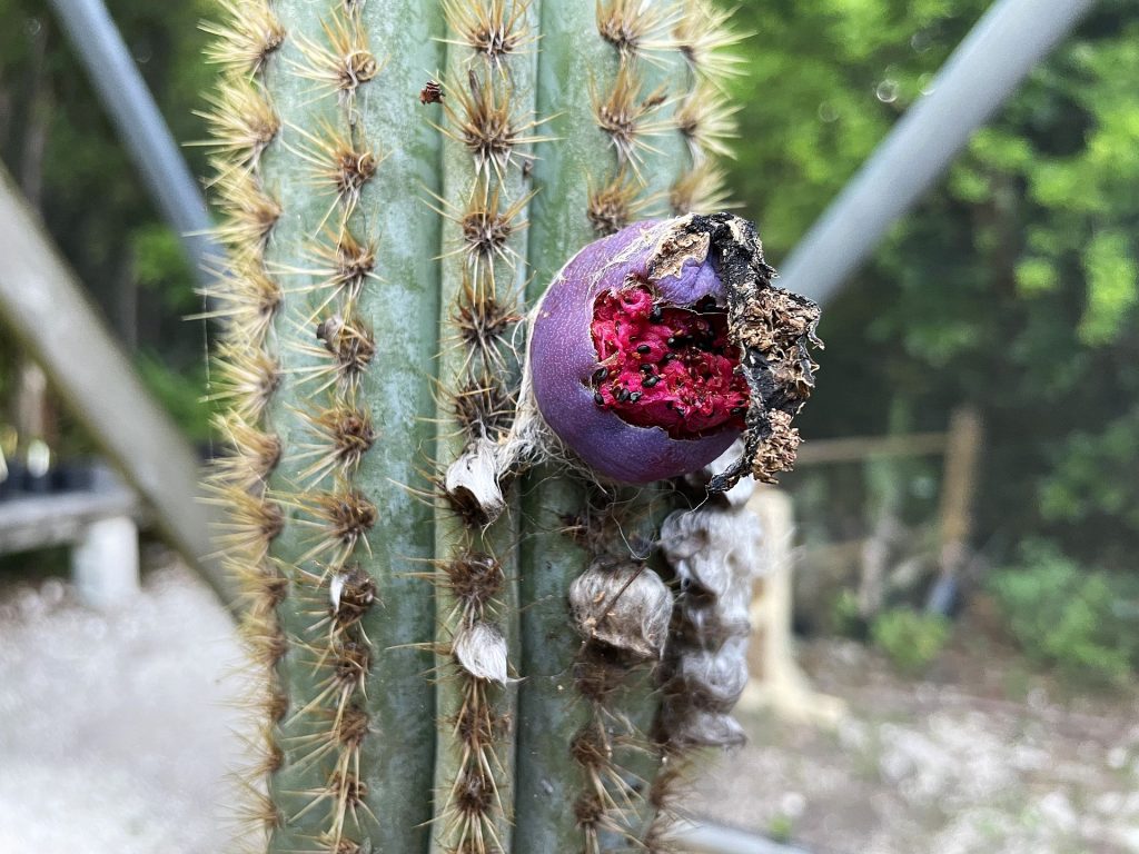 Close up of a cactus with a single fruit that's partially open, revealing the seeds.