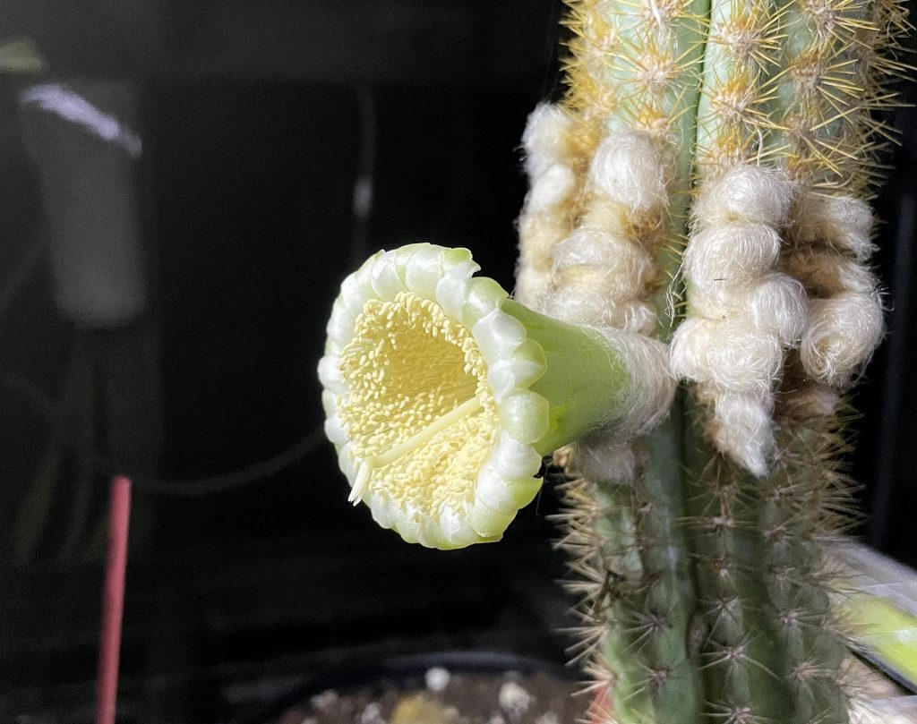 Close up of fuzzy cactus with a single flower in bloom.