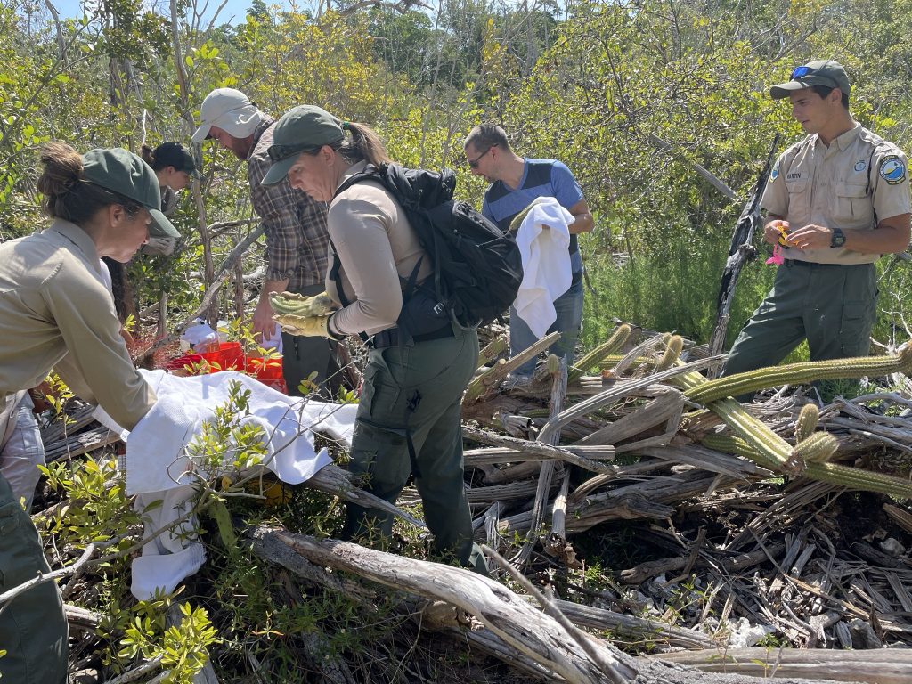 Several people standing in an open area collecting plant stems.