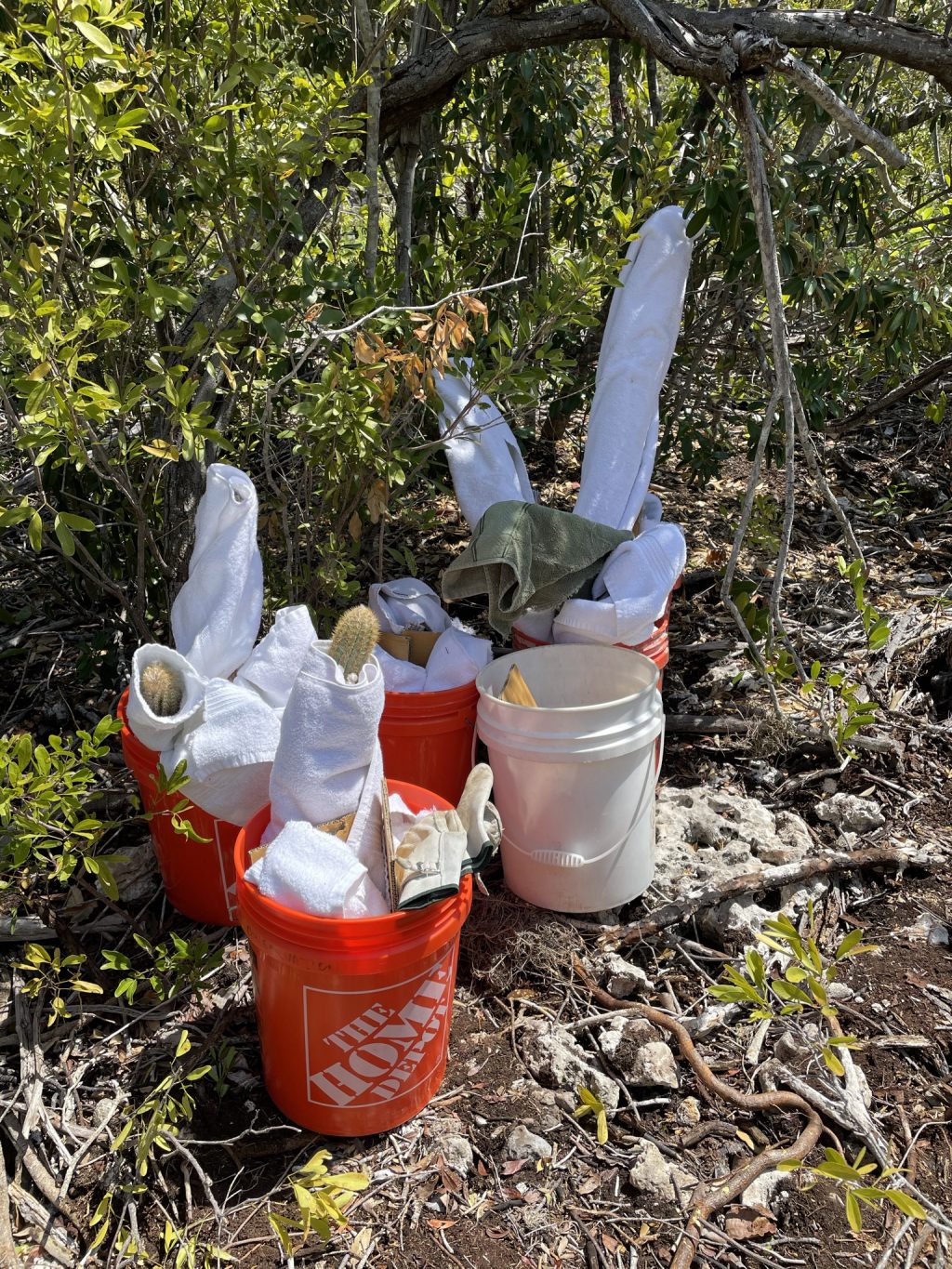 Cactus stems wrapped in towels sitting in buckets.