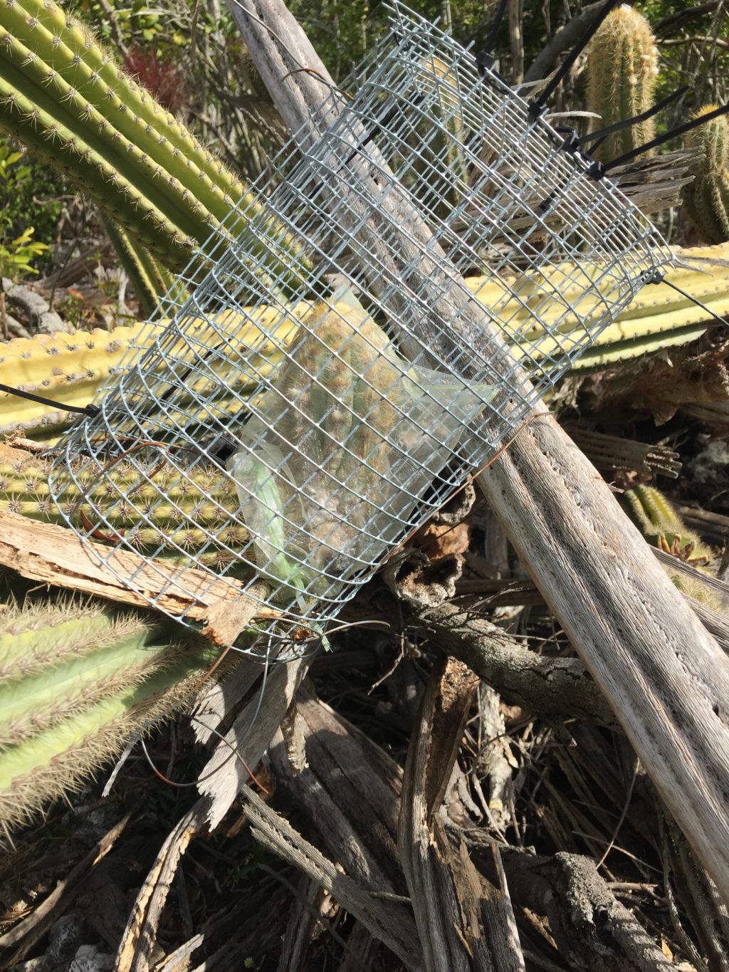 Cactus bud surrounded by a wire mesh for protection.