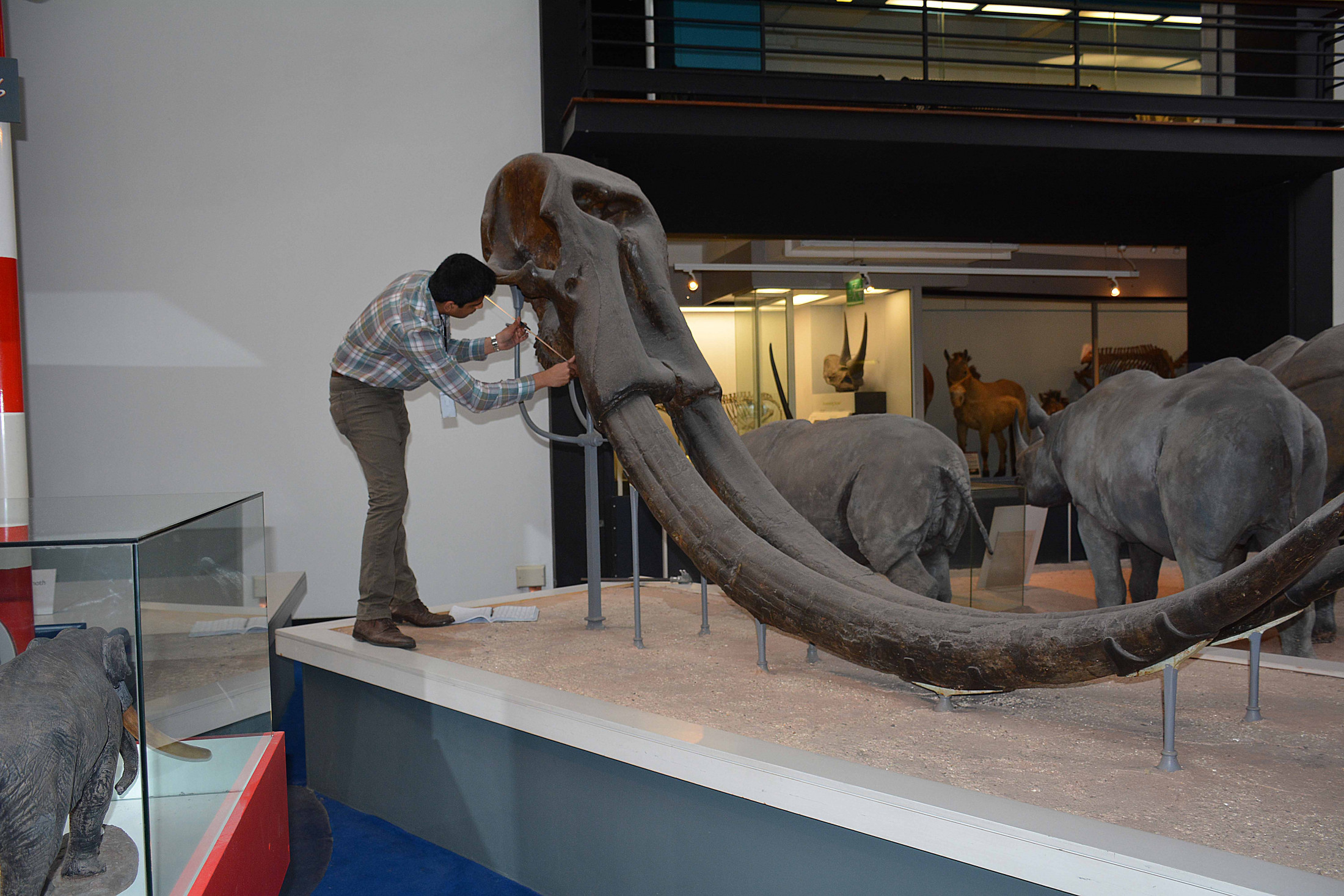 Person takes measurement of giant fossilized animal skull.