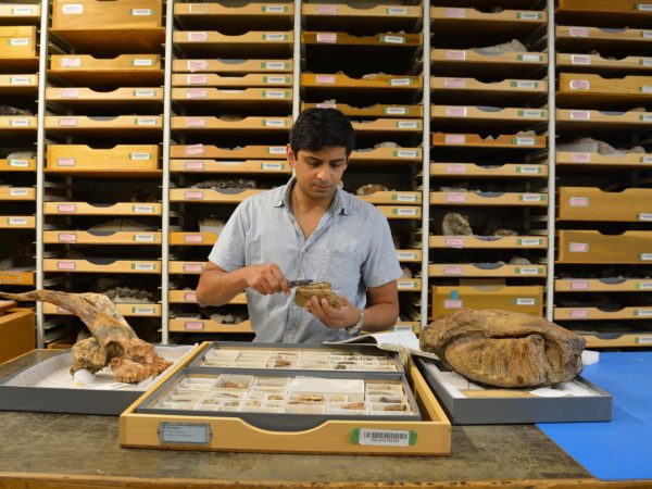 Person handles fossil at a desk in front of a cabinet full of museum specimens.