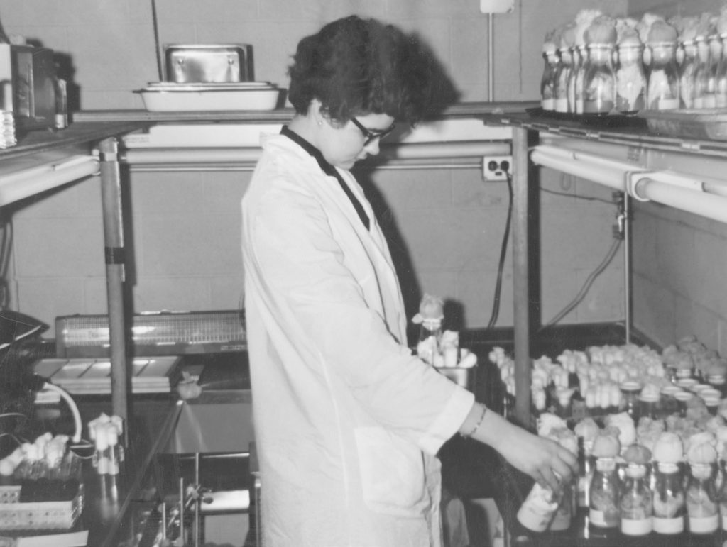 Person inspects a jar full of flies.