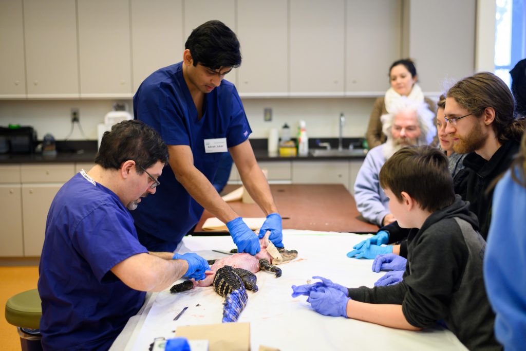 People gather around a table to watch two individuals in medical scrubs dissect a small aligator.