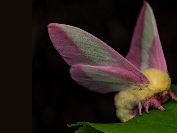 Moth rests on leaf.