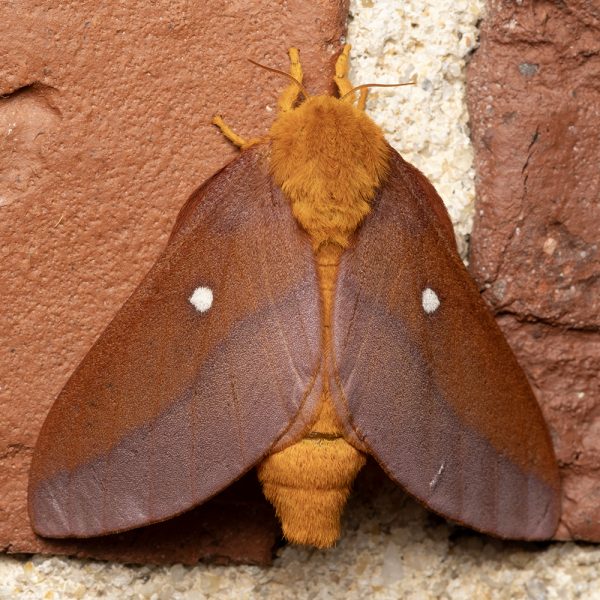 Moth rests on a brick wall.