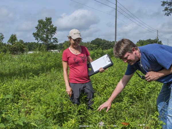 Two people inspect plants while standing in a field next to a power line.