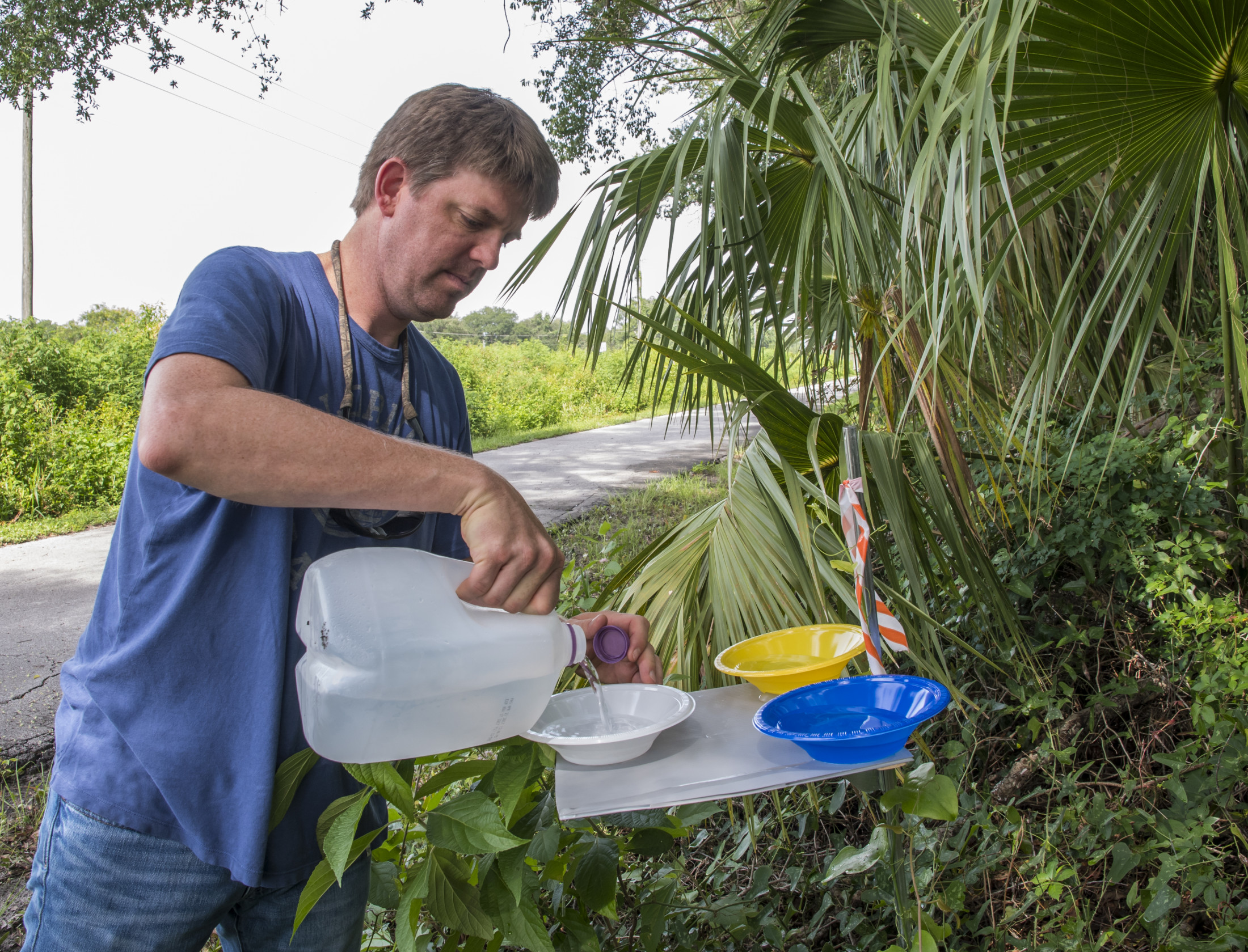 A person pours liquid into brightly colored bowls to attract insects.