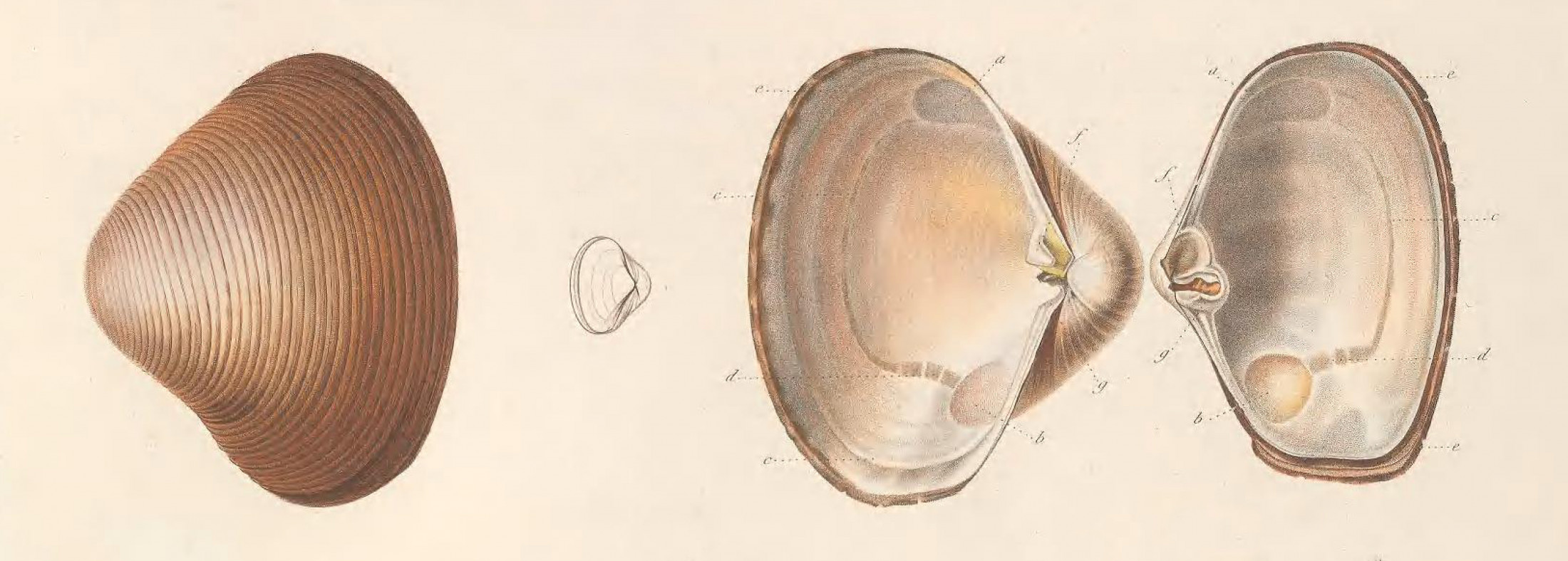 Illustration of a clam shell, both top and bottom. 