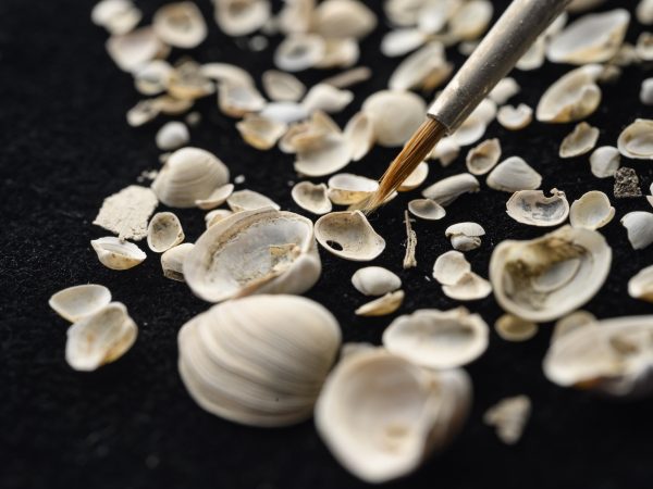 Clam shells against a black background with a paintbrush for scale.