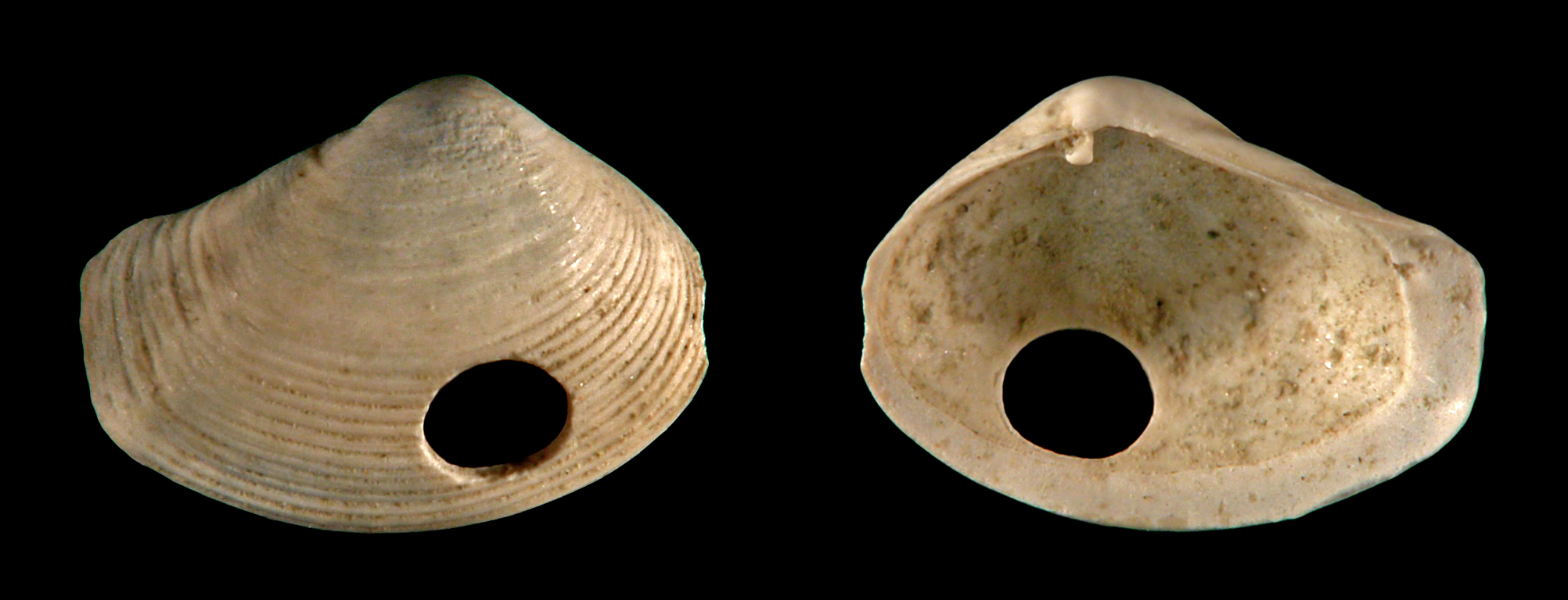 Top and bottom views of one-half of a shell with a drill hole in it. 