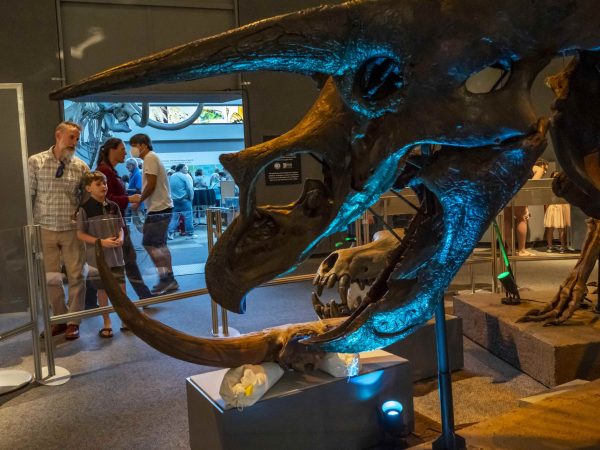 Close up of an Albertosaurus skull, with other fossils and visitors in the background in a museum exhibit.