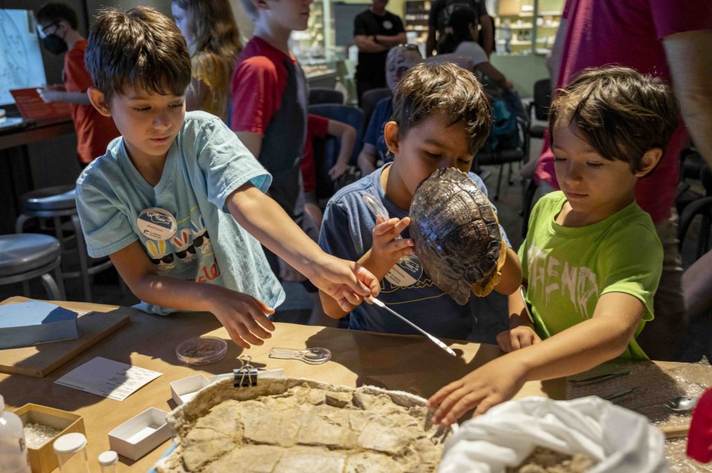 Children inspect turtle shells and fossils at an interactive work bench in a museum exhibit.