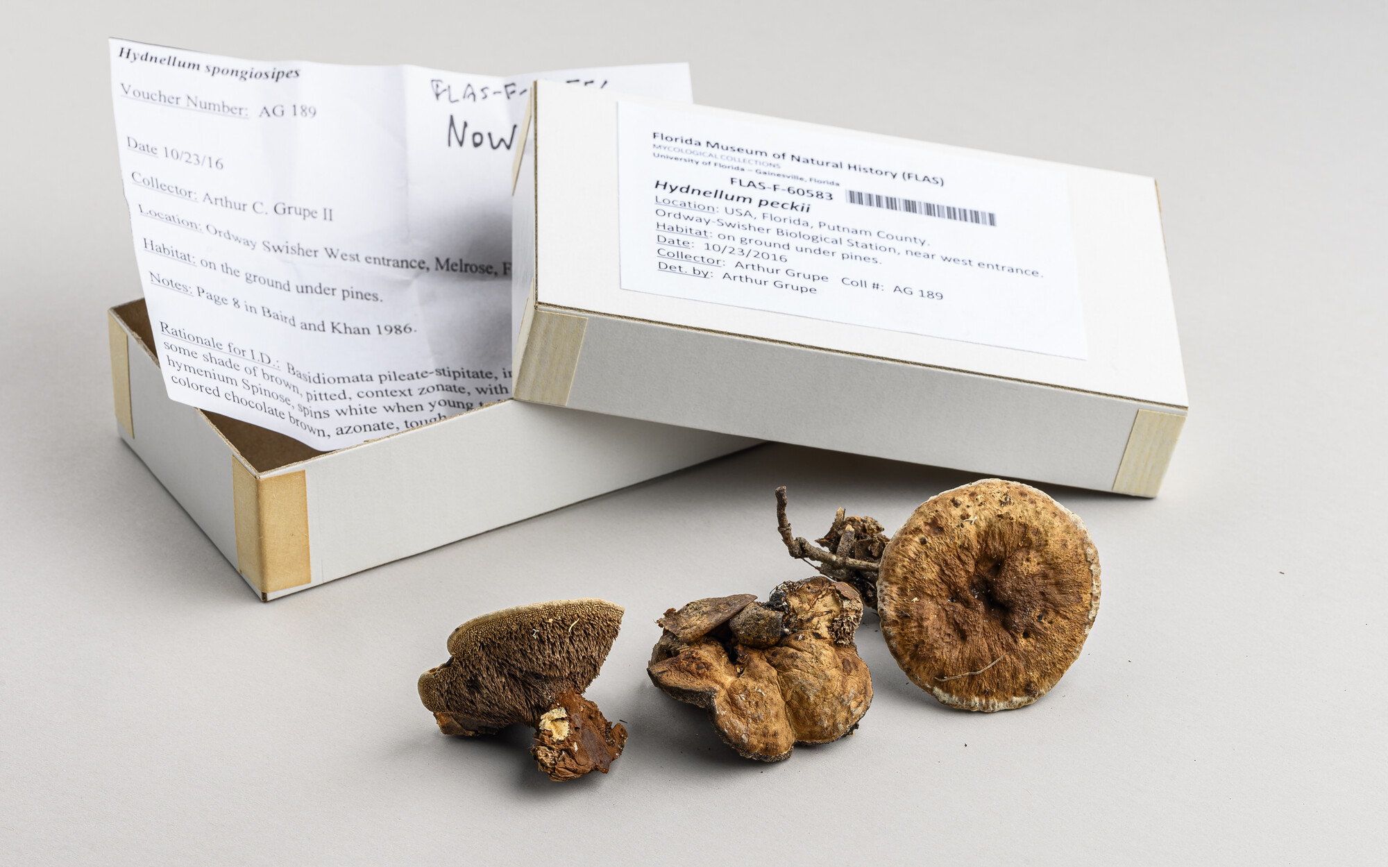 Museum fungus specimen on a white background with it's collection card. 