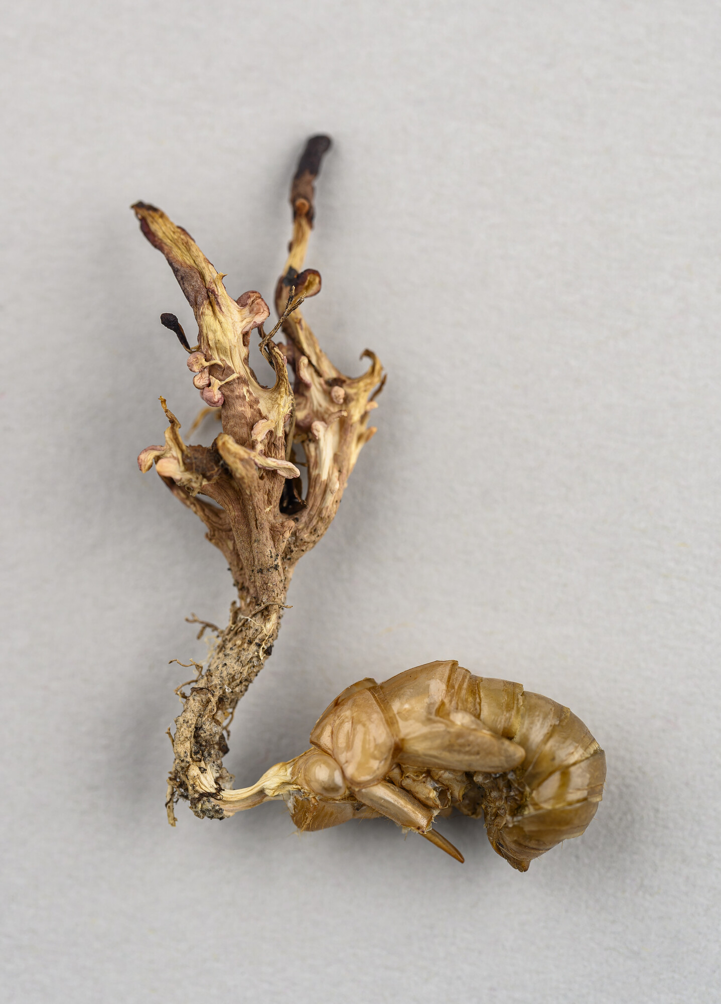 Mushroom growing from the head of a cicada nympth.