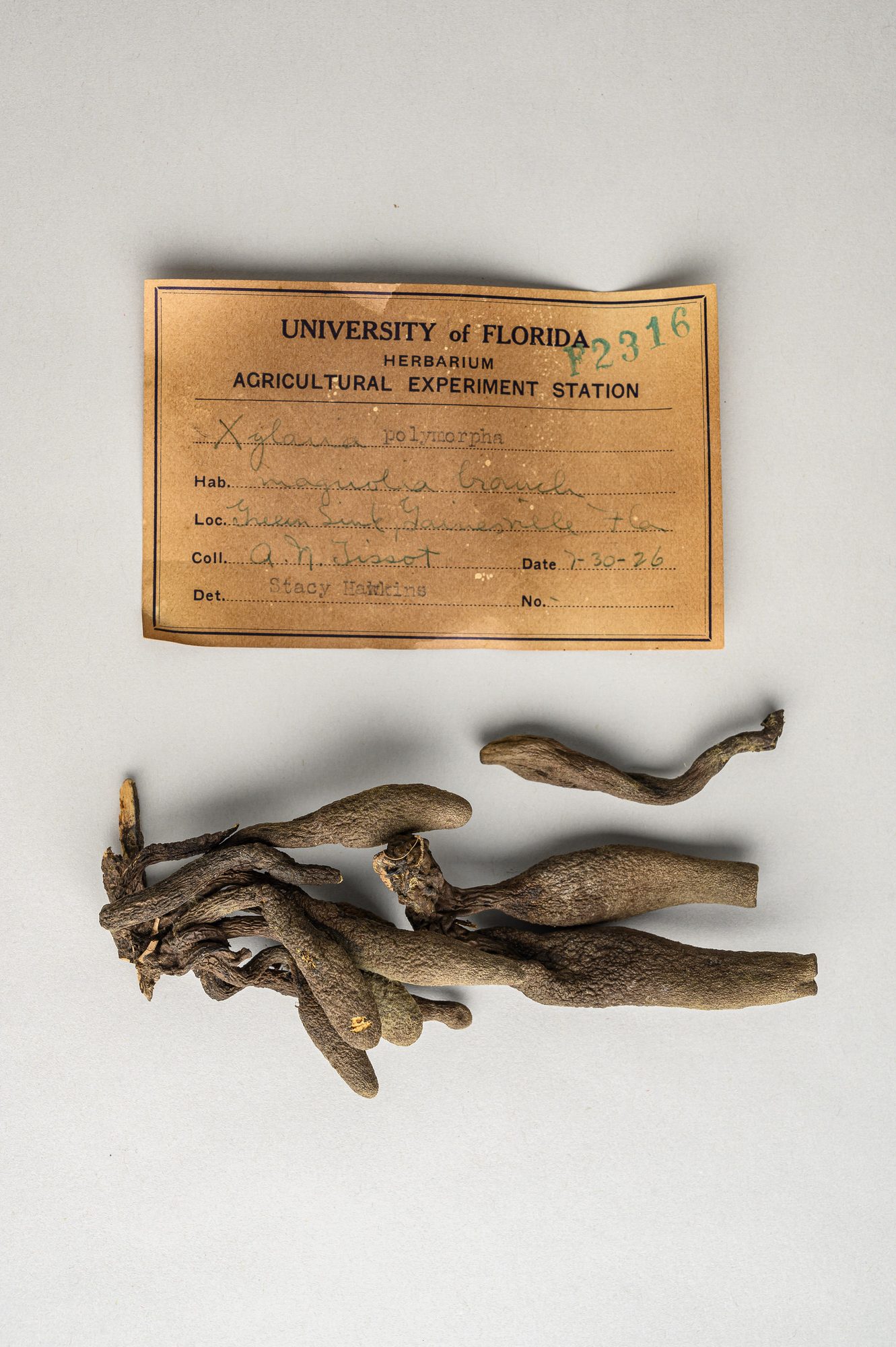 Museum fungus specimen on a white background with it's collection card. 