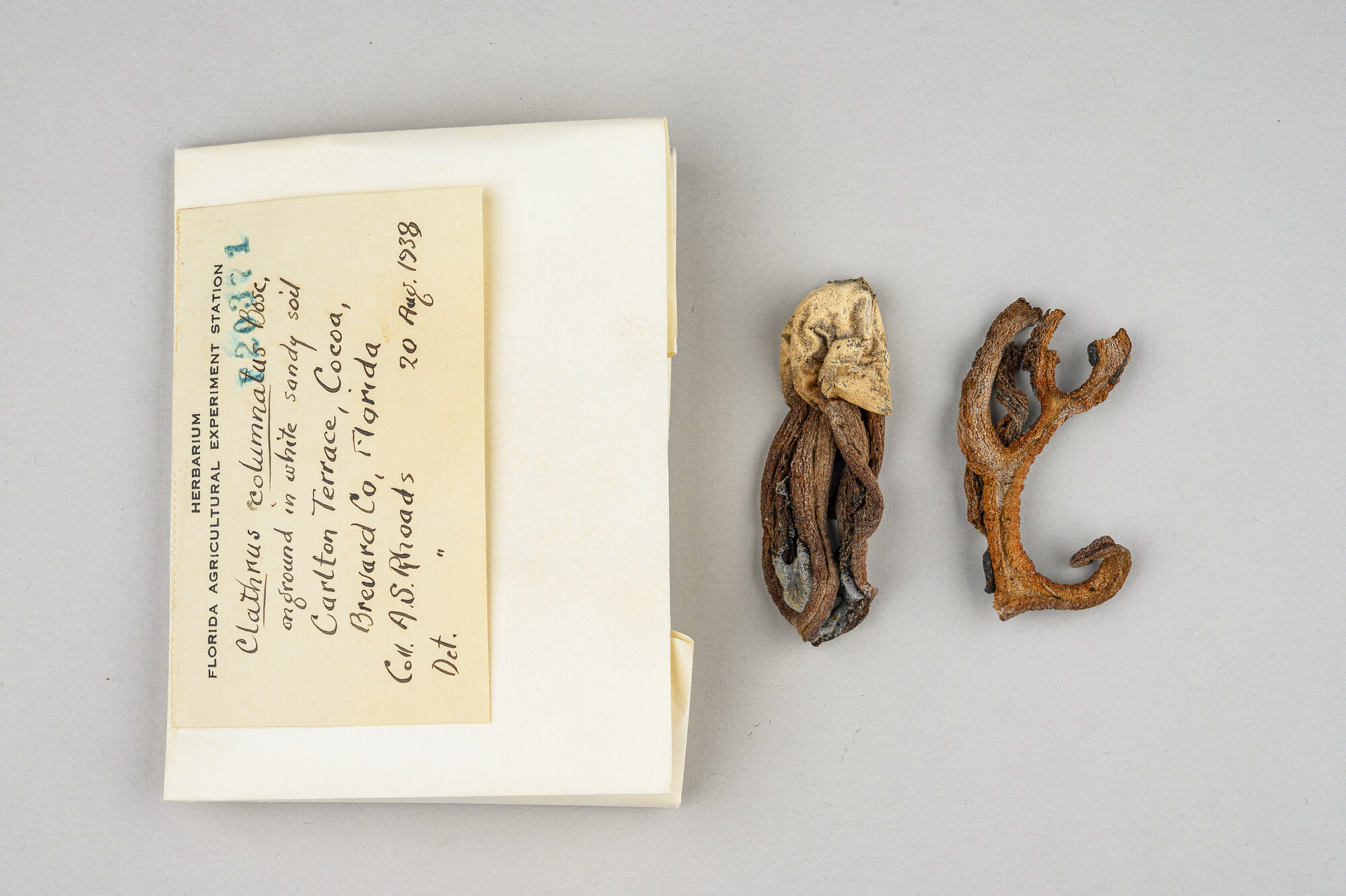 Museum specimen on white background next to it's collection card and case. 