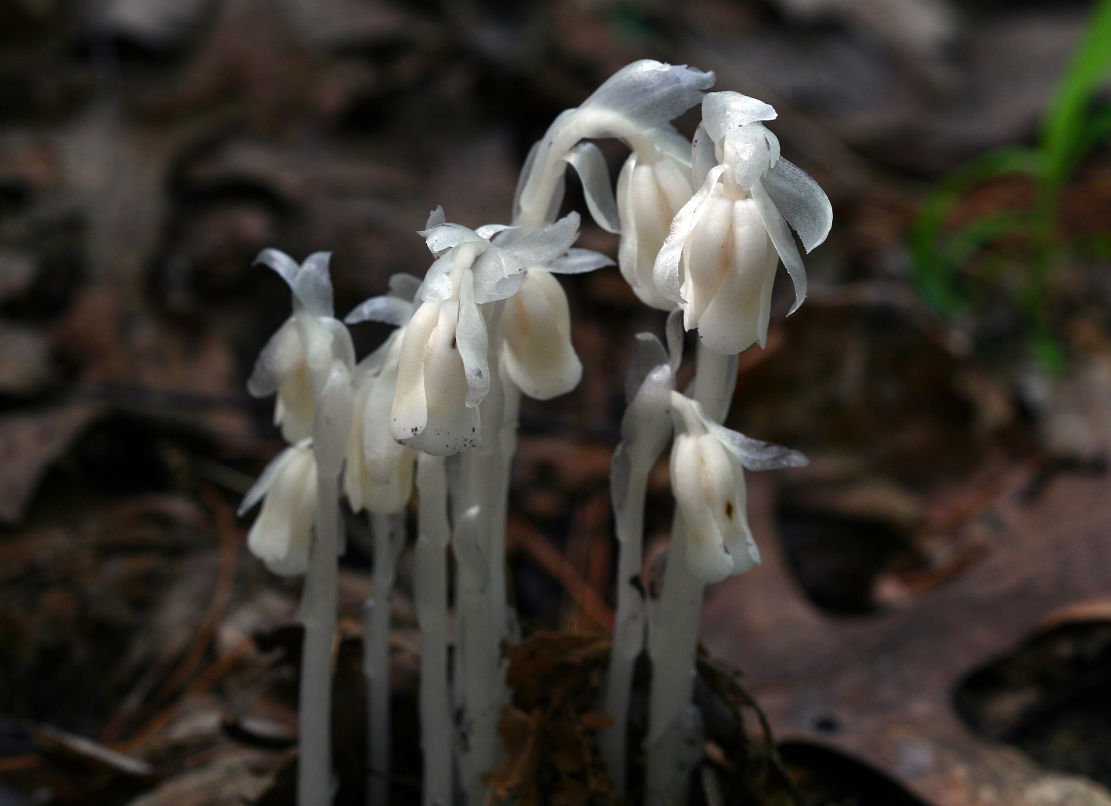 Ghost pipes growing on a shady forest floor.