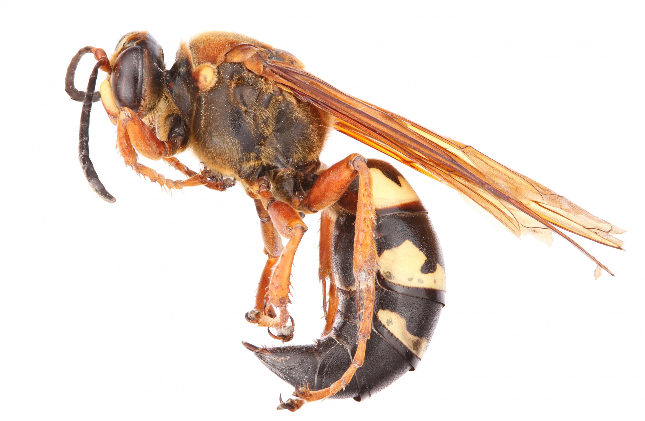 Wasp on white background.