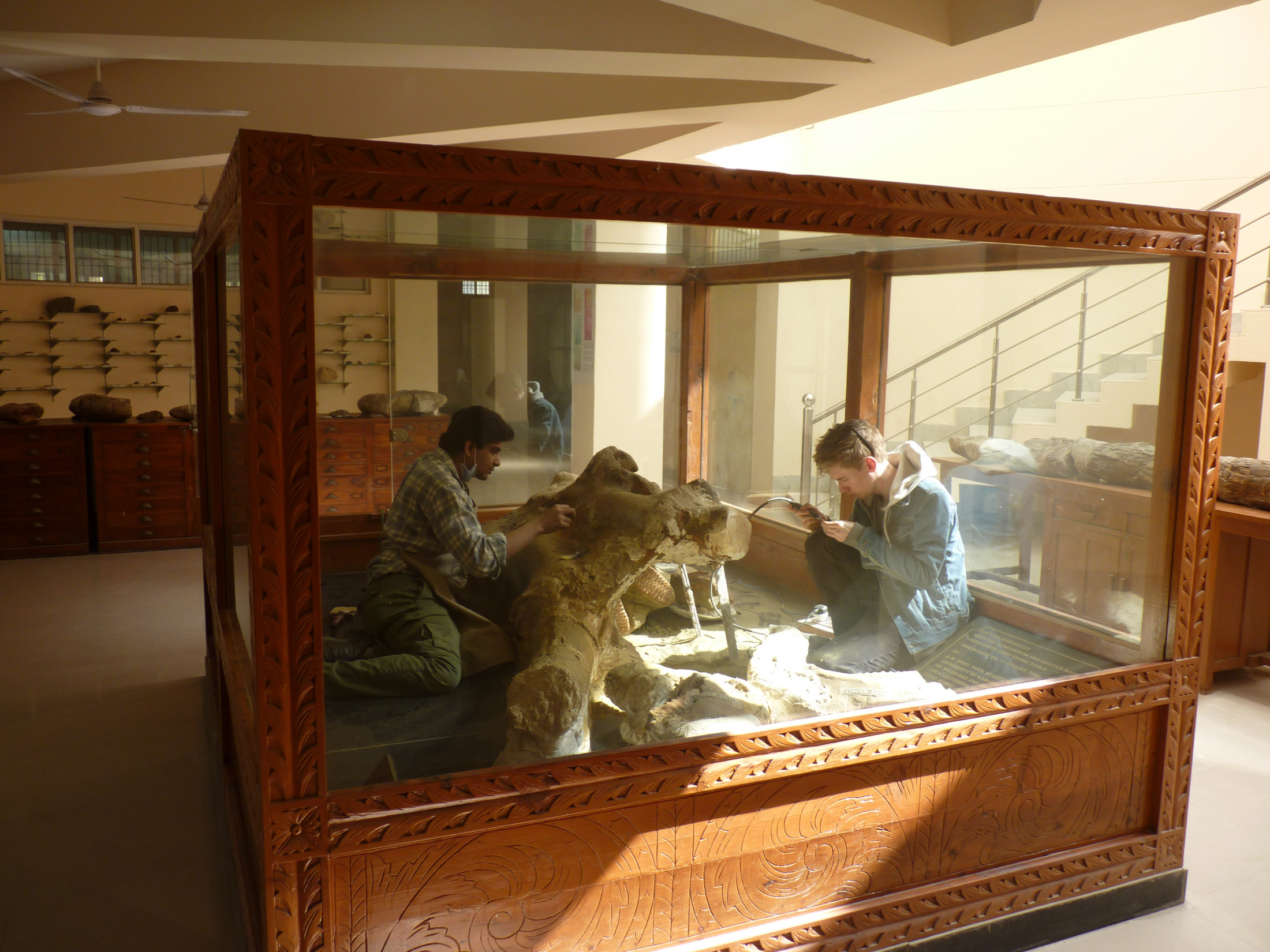 Two scientists crouch in a large glass museum display case, cleaning and studying the elephant skull inside.