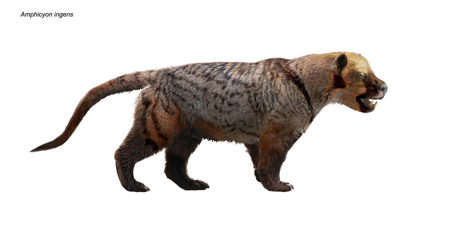 Illustration of Amphicyon ingens, a now-extinct carnivore that looks like a cross between a dog and a bear.