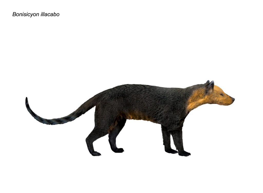 Illustration of an ancient bear-dog. Its body is mostly black, while its head and neck are yellow.