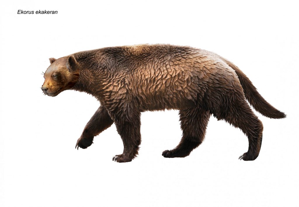 Illustration of an ancient mustelid that looks like a cross between a wolverine and a bear.